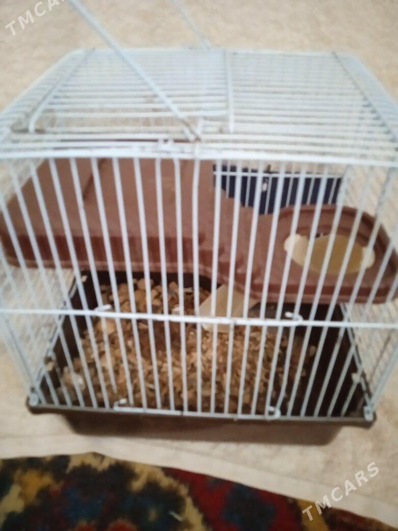 клетка для хомяка - Ашхабад - img 3