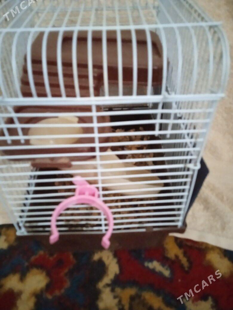клетка для хомяка - Ашхабад - img 2