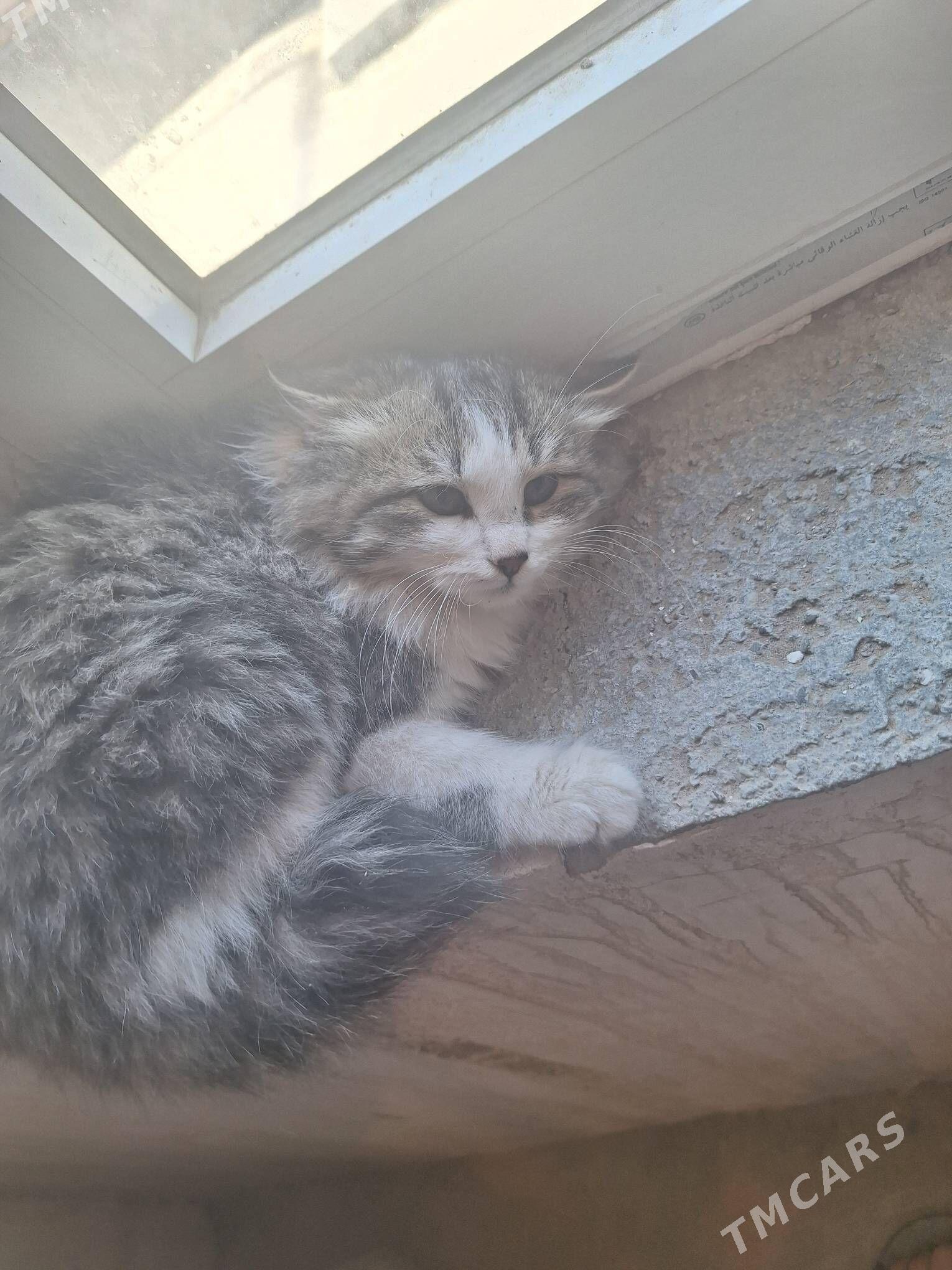 meyin kun - Гарадамак Шор - img 4