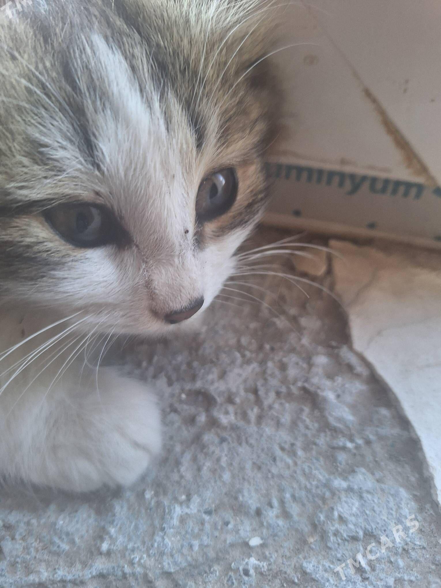 meyin kun - Гарадамак Шор - img 8