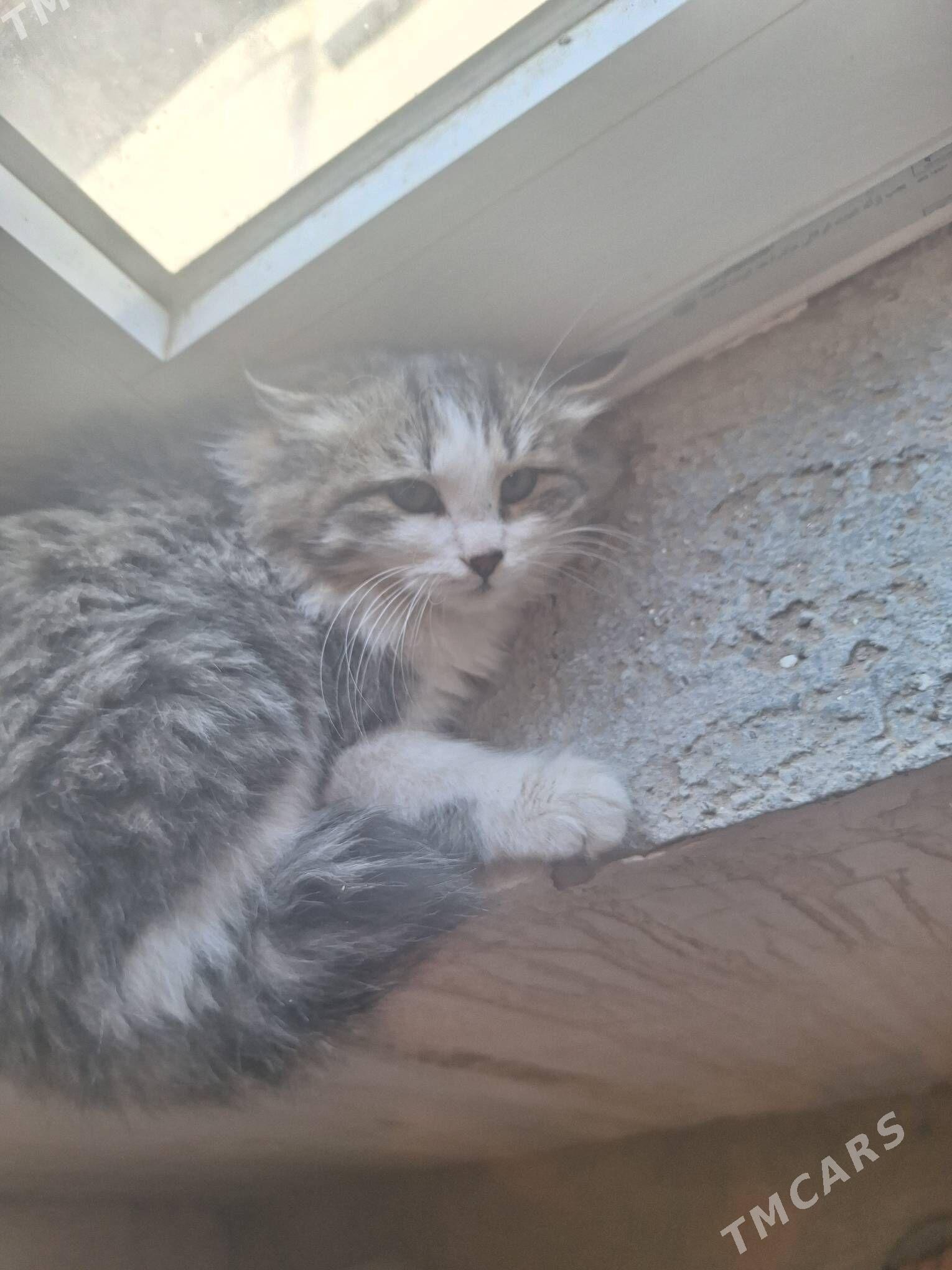 meyin kun - Гарадамак Шор - img 5