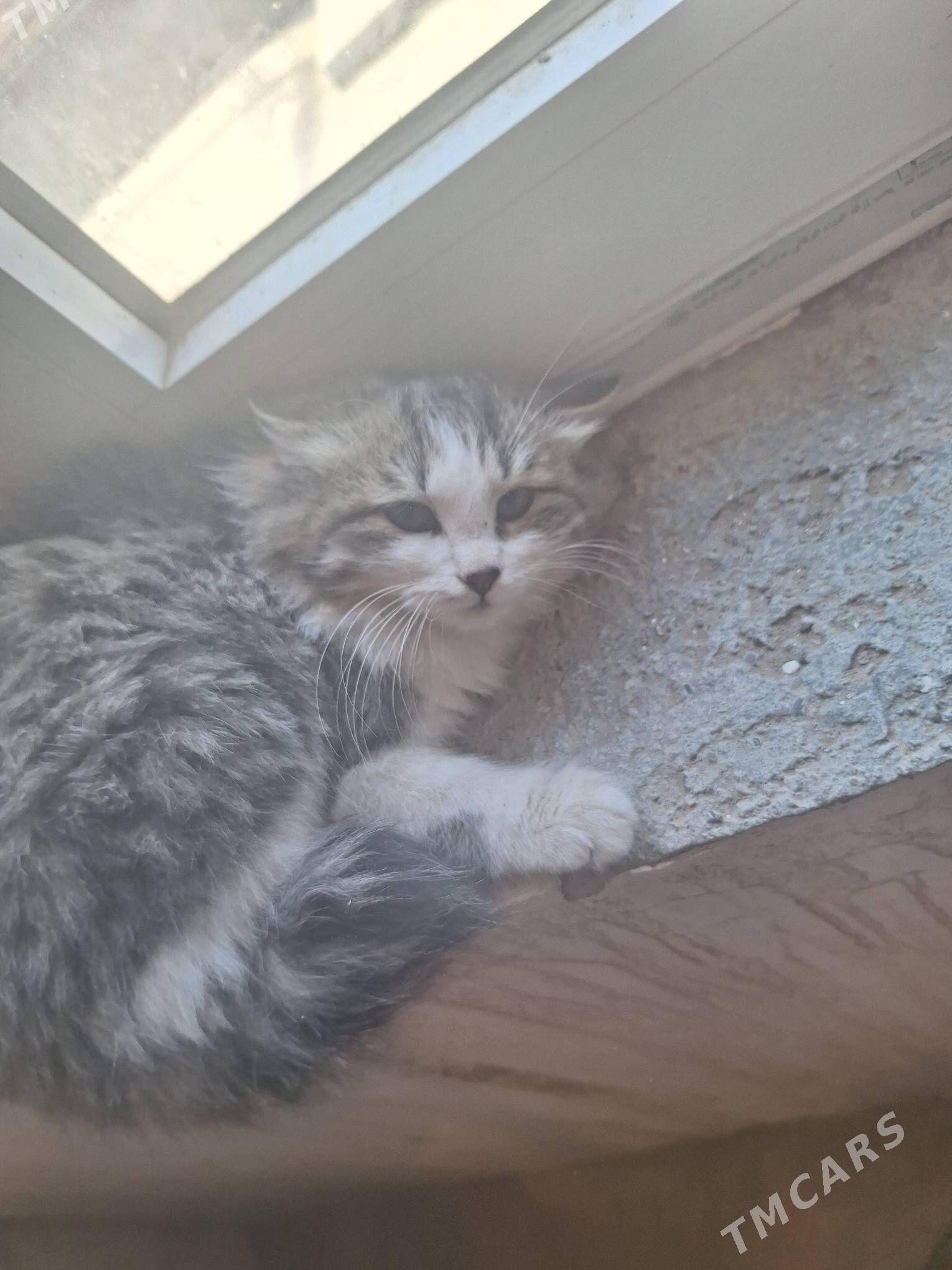 meyin kun - Гарадамак Шор - img 6