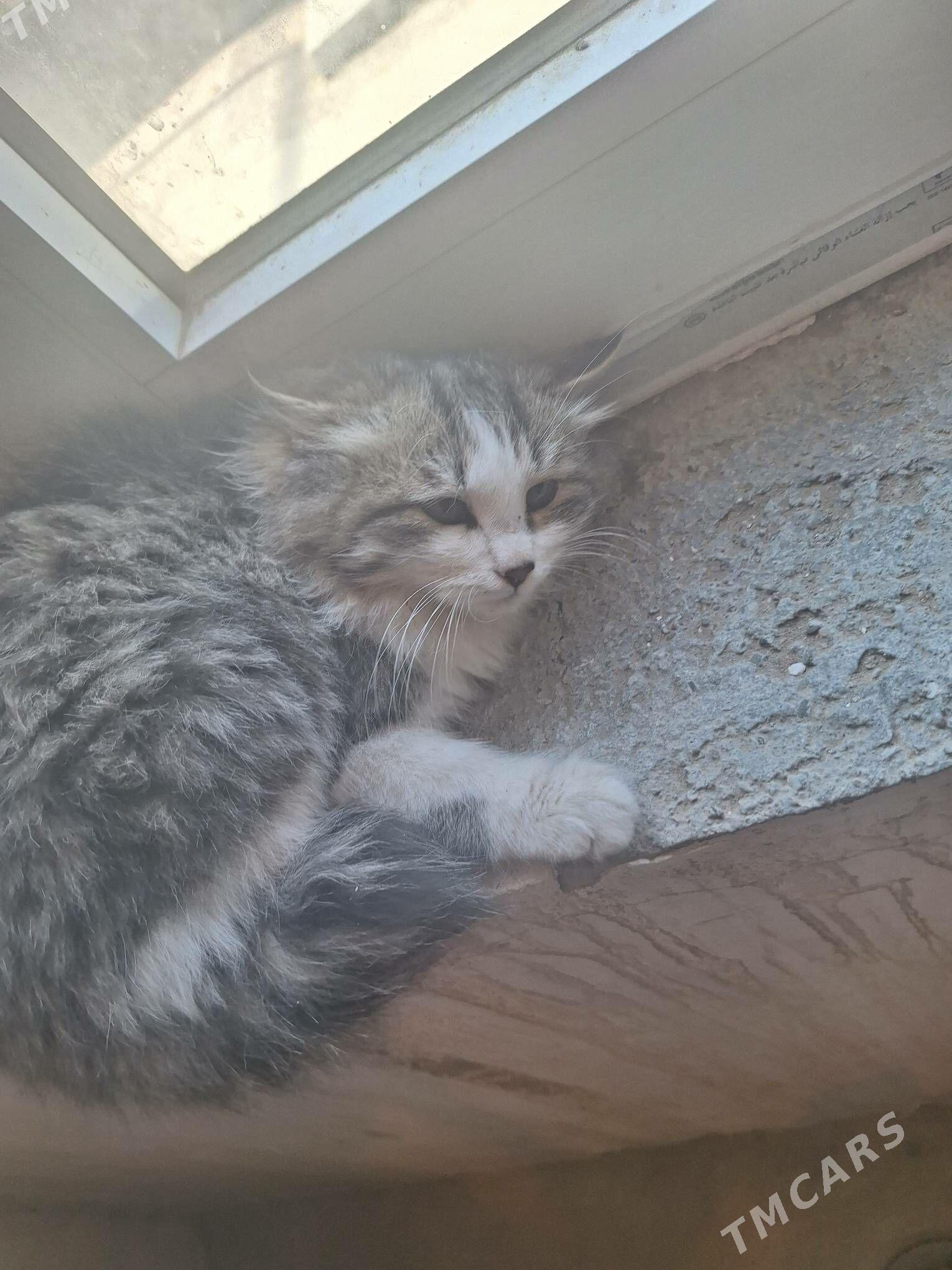 meyin kun - Гарадамак Шор - img 3