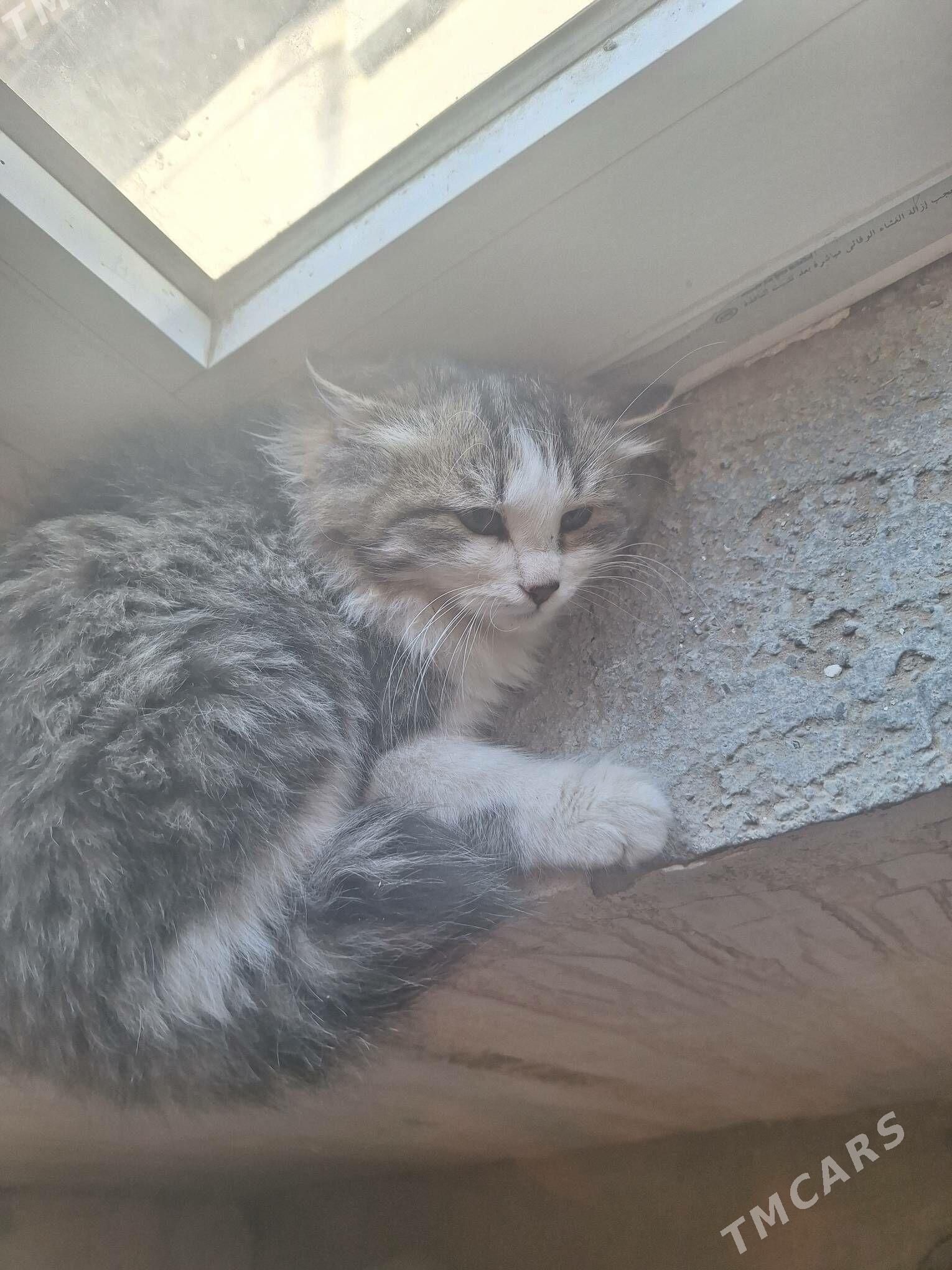 meyin kun - Гарадамак Шор - img 7