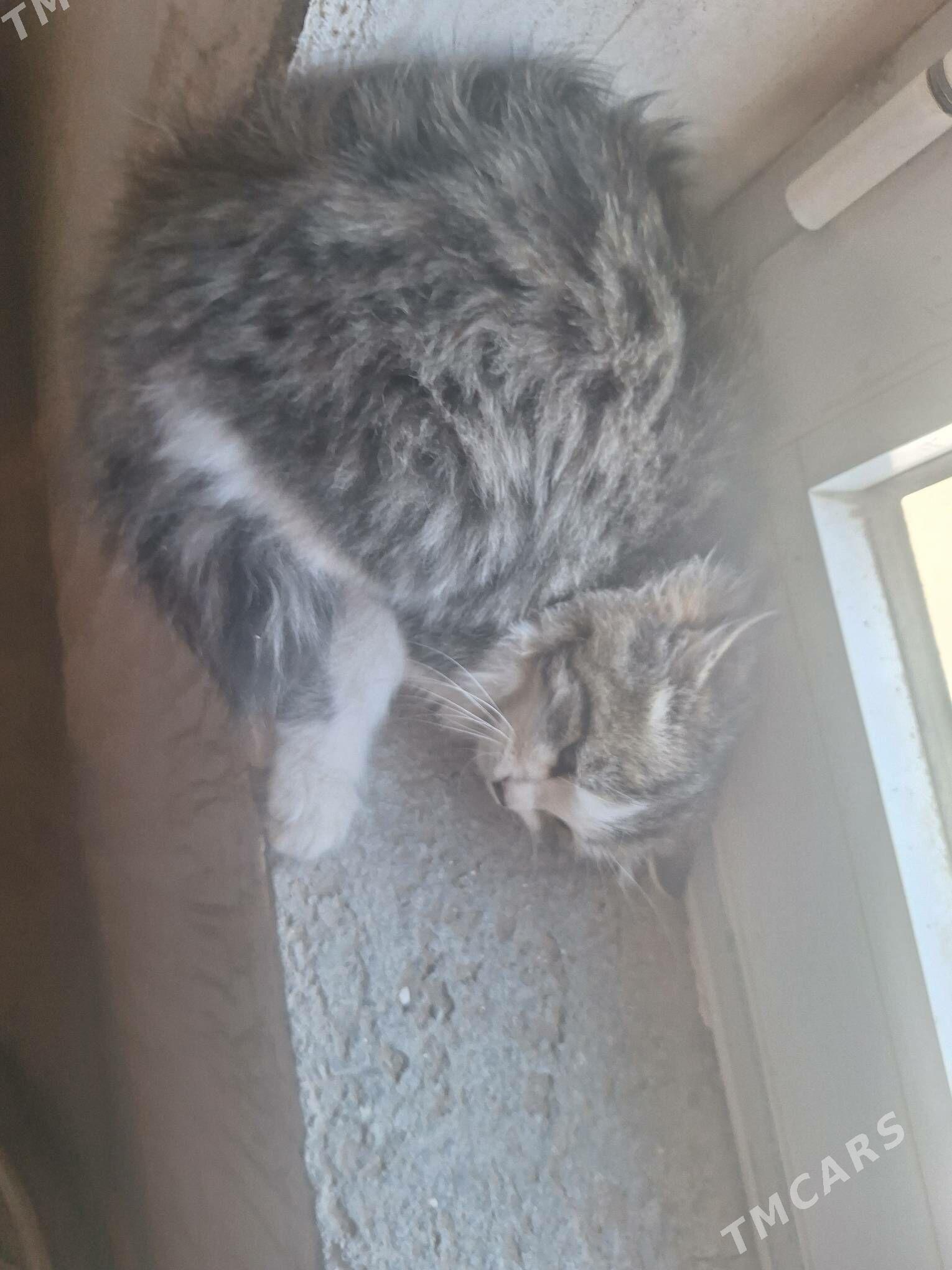 meyin kun - Гарадамак Шор - img 10