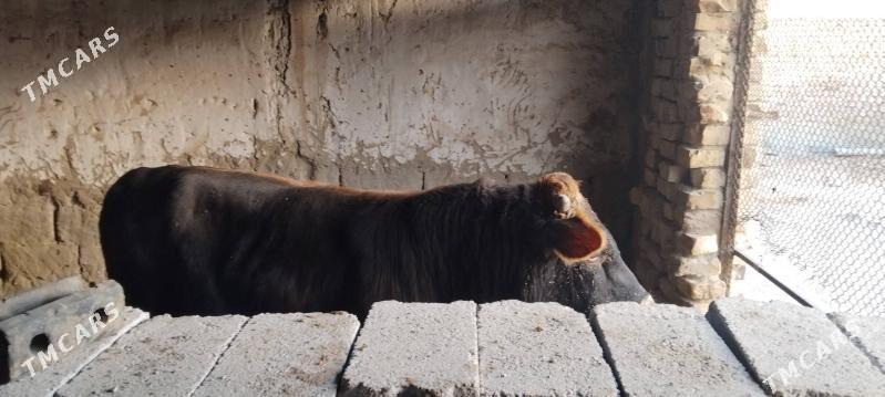 okuz - Бахарден - img 3