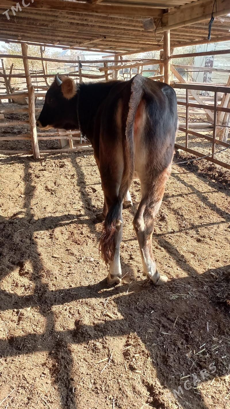 gulajyn - Байрамали - img 2