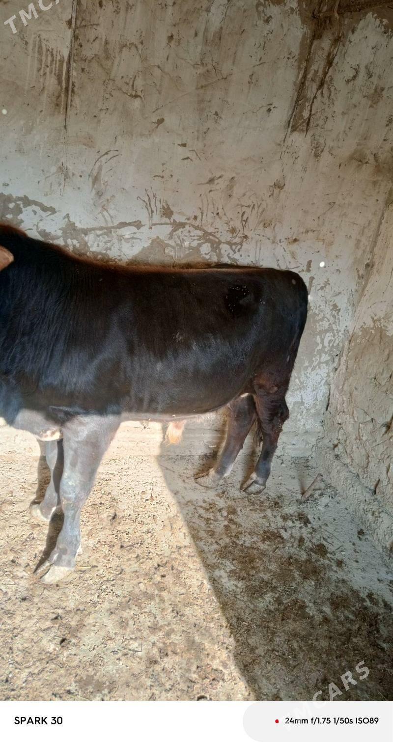 okuz - Бахарден - img 2