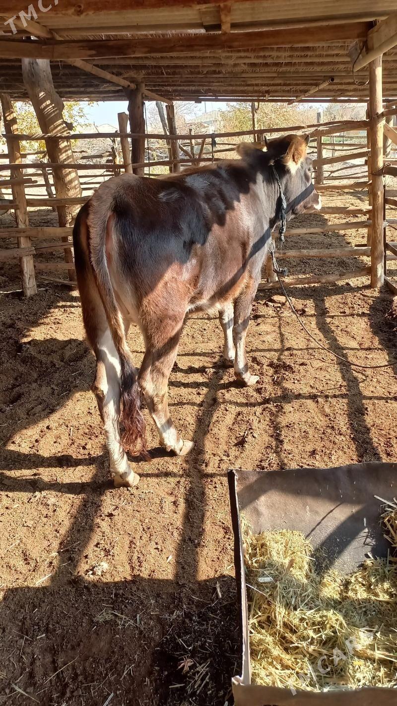 gulajyn - Байрамали - img 3