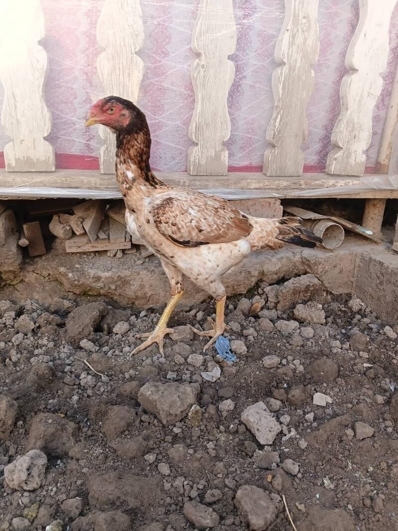 towuk maki baysow - Дашогуз - img 3