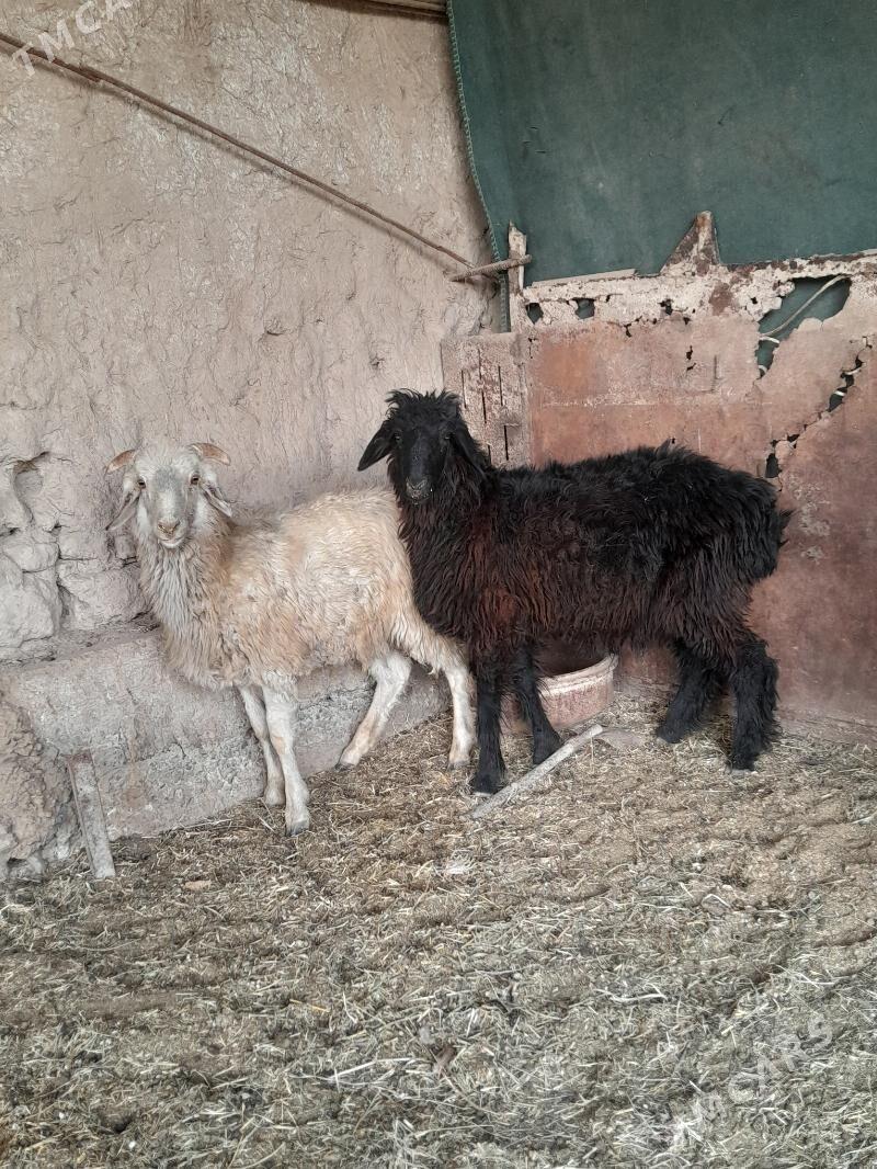 bicilen gockarlar - Türkmenabat - img 3