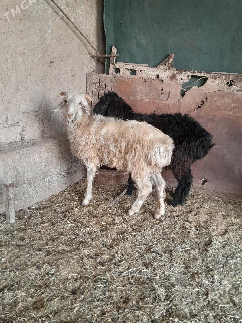 bicilen gockarlar - Türkmenabat - img 2