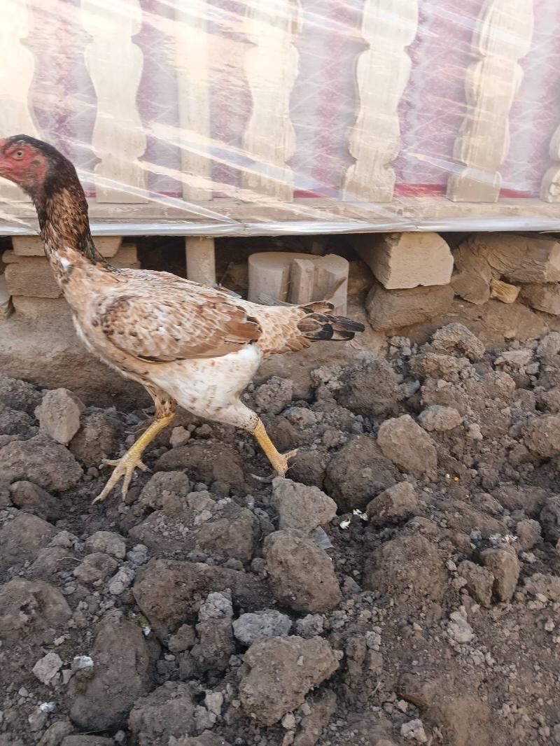 towuk maki baysow - Дашогуз - img 4