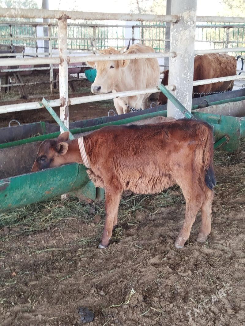 tuwe - Aşgabat - img 2