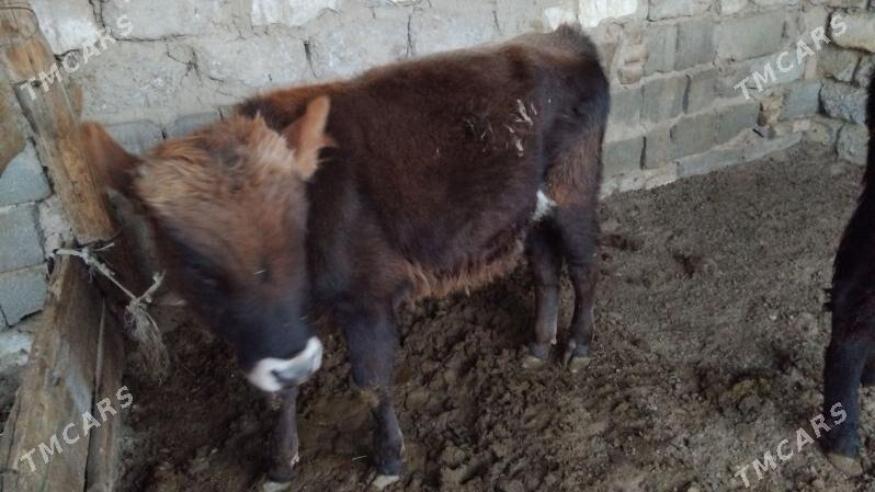 OĶÜZ ŞWES - Aşgabat - img 3