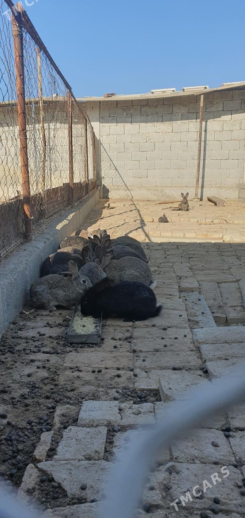 öy towşan - Гёкдепе - img 2