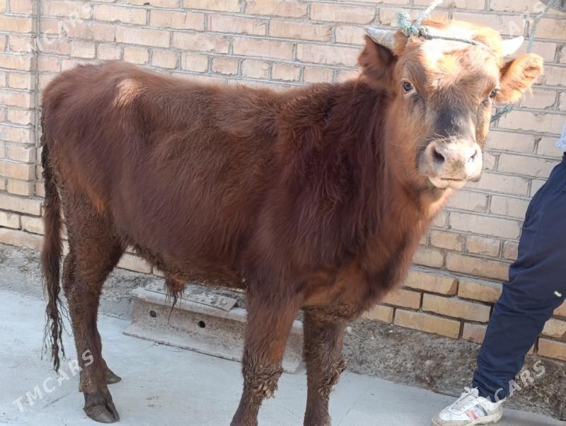 6 SANY OKUZ - Туркменабат - img 4