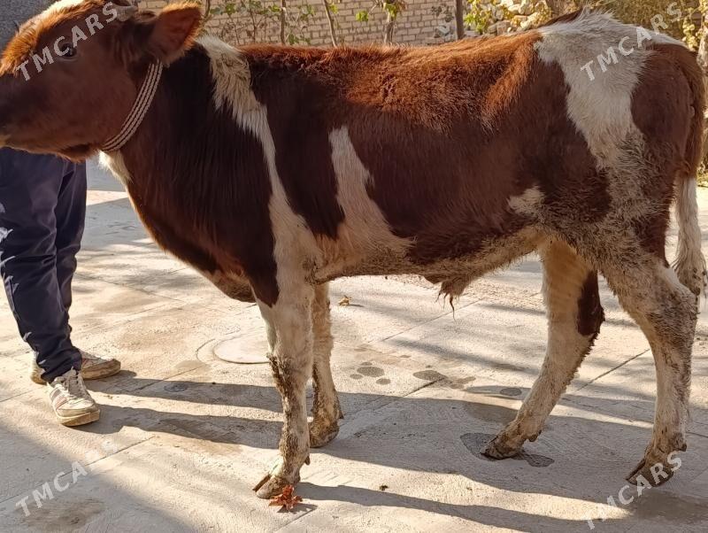 6 SANY OKUZ - Туркменабат - img 10