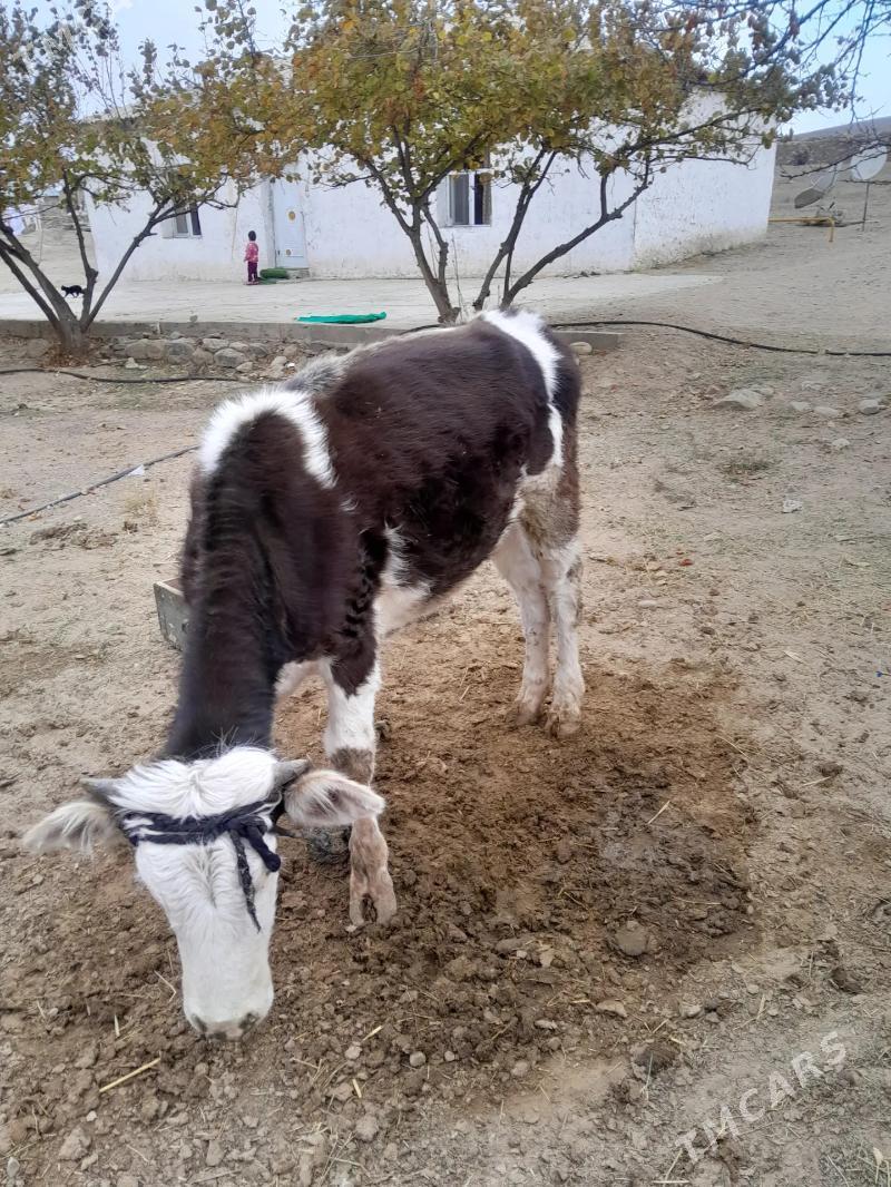 gole maly - Bäherden - img 1
