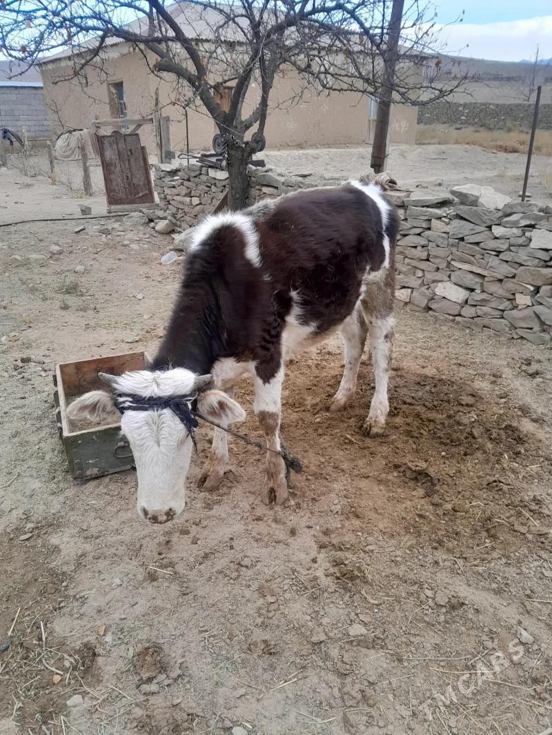 gole maly - Bäherden - img 2
