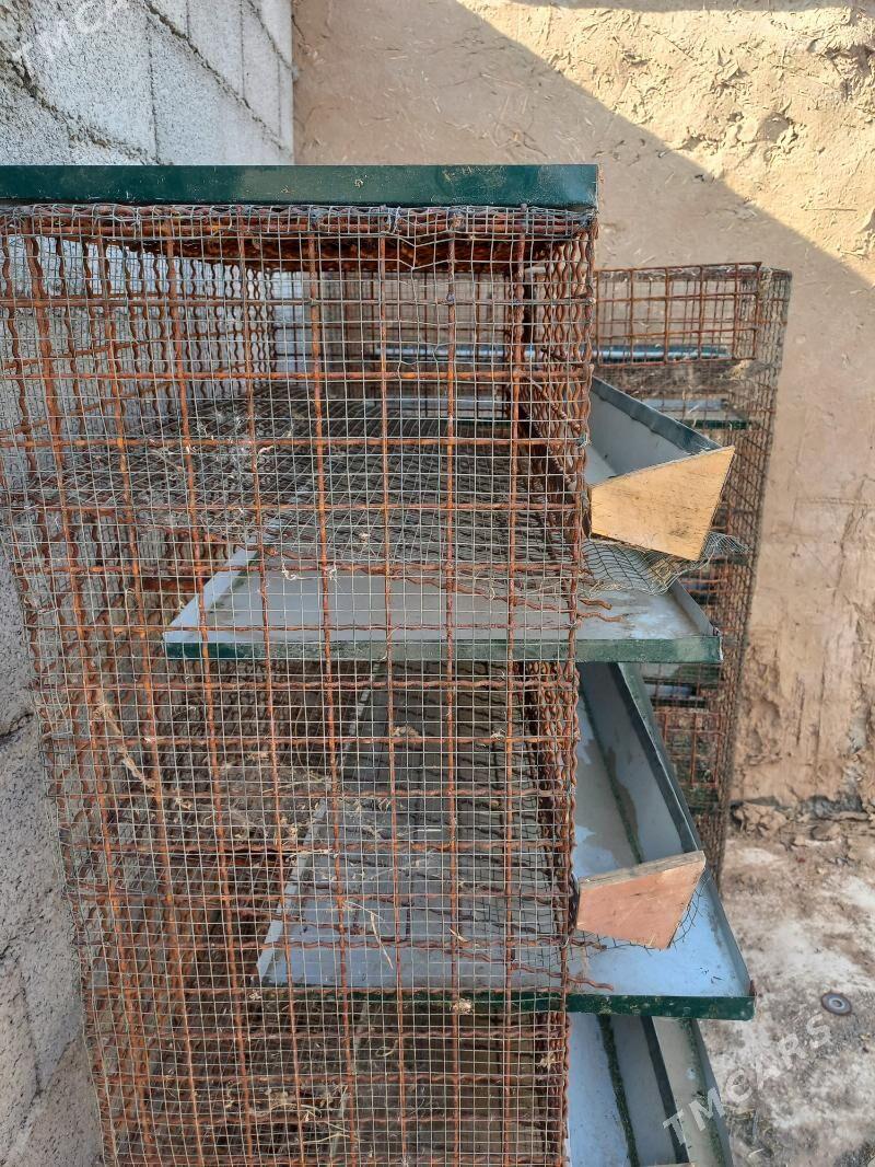 Bedene kletka - Arzuw - img 2