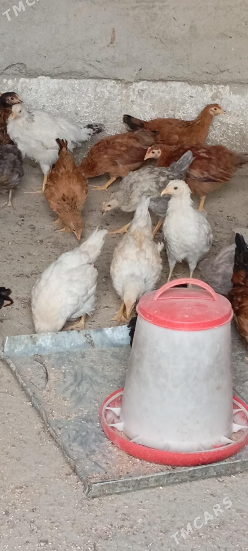 Elin jüje - Bäherden - img 3