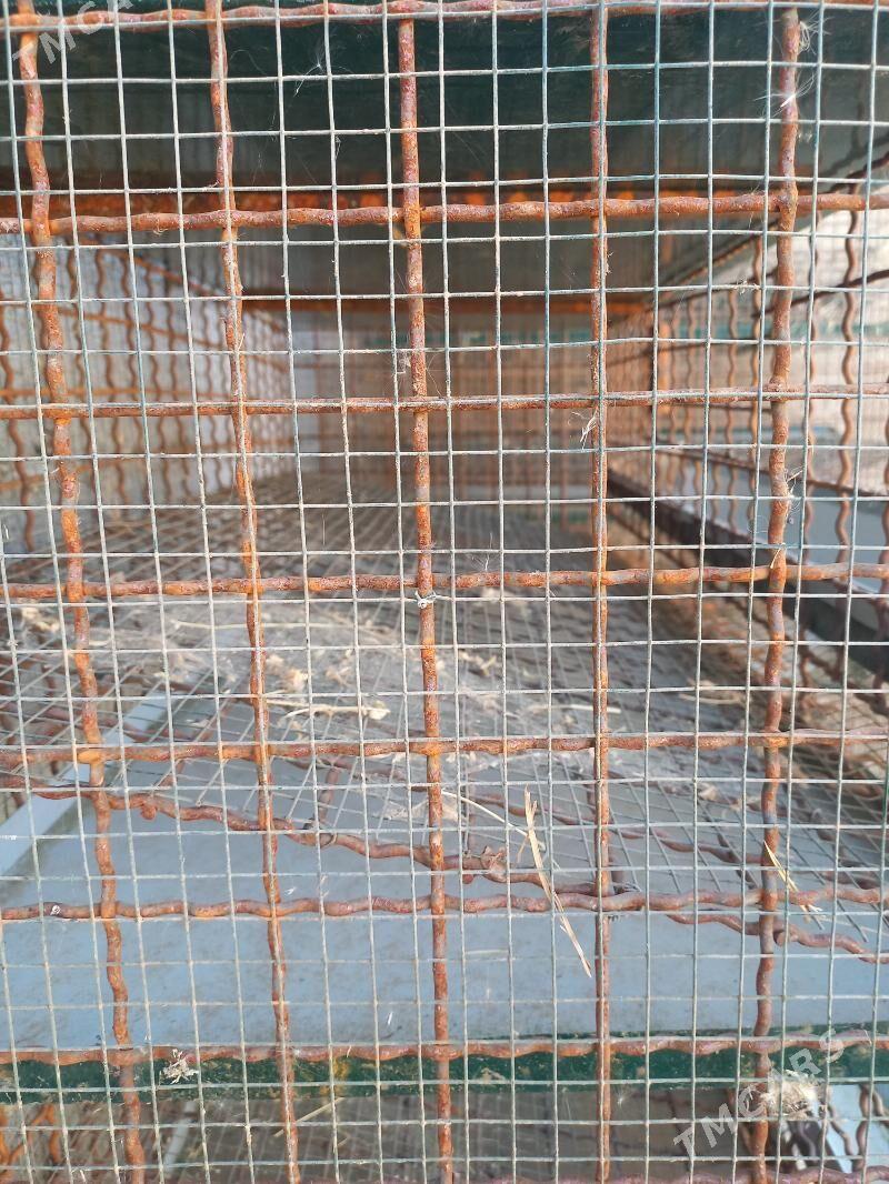 Bedene kletka - Arzuw - img 3