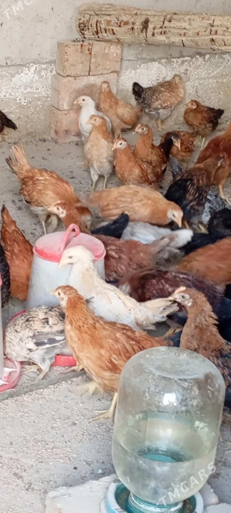 Elin jüje - Bäherden - img 2