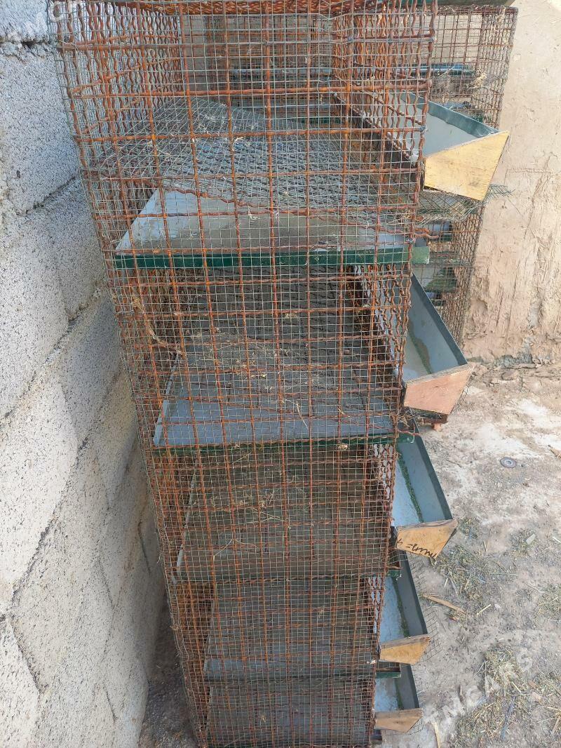 Bedene kletka - Arzuw - img 4