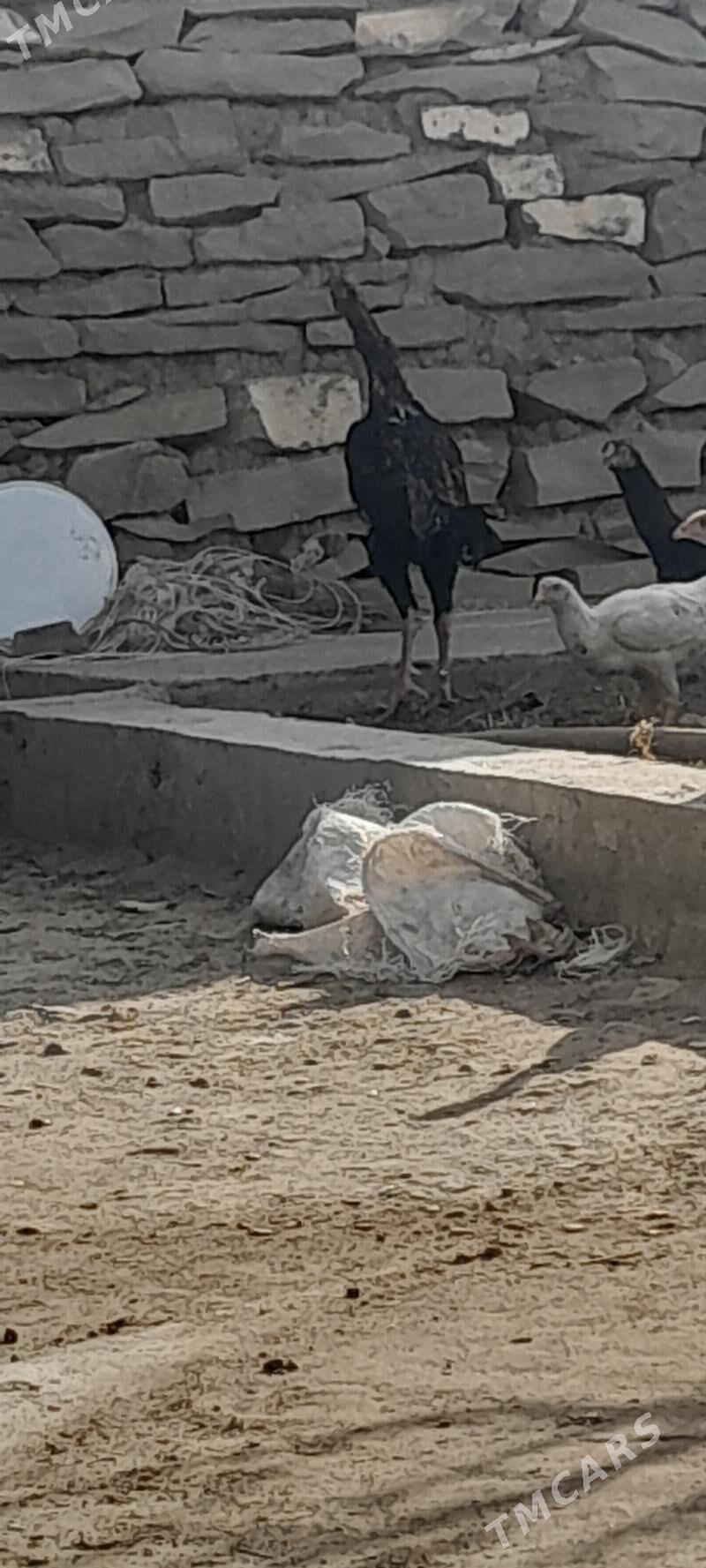 taşkent horoz - Бахарден - img 2