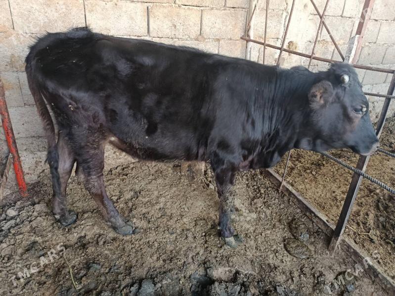 tüwe - Ak bugdaý etraby - img 2