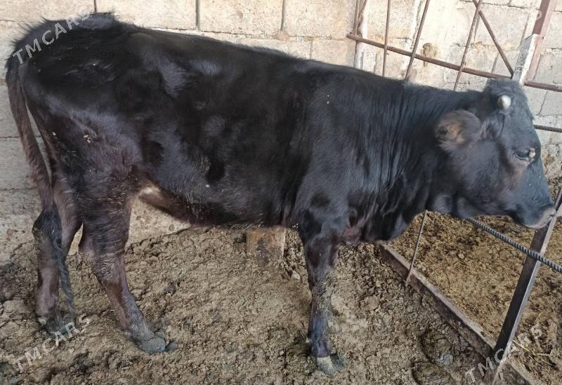 tüwe - Ak bugdaý etraby - img 1