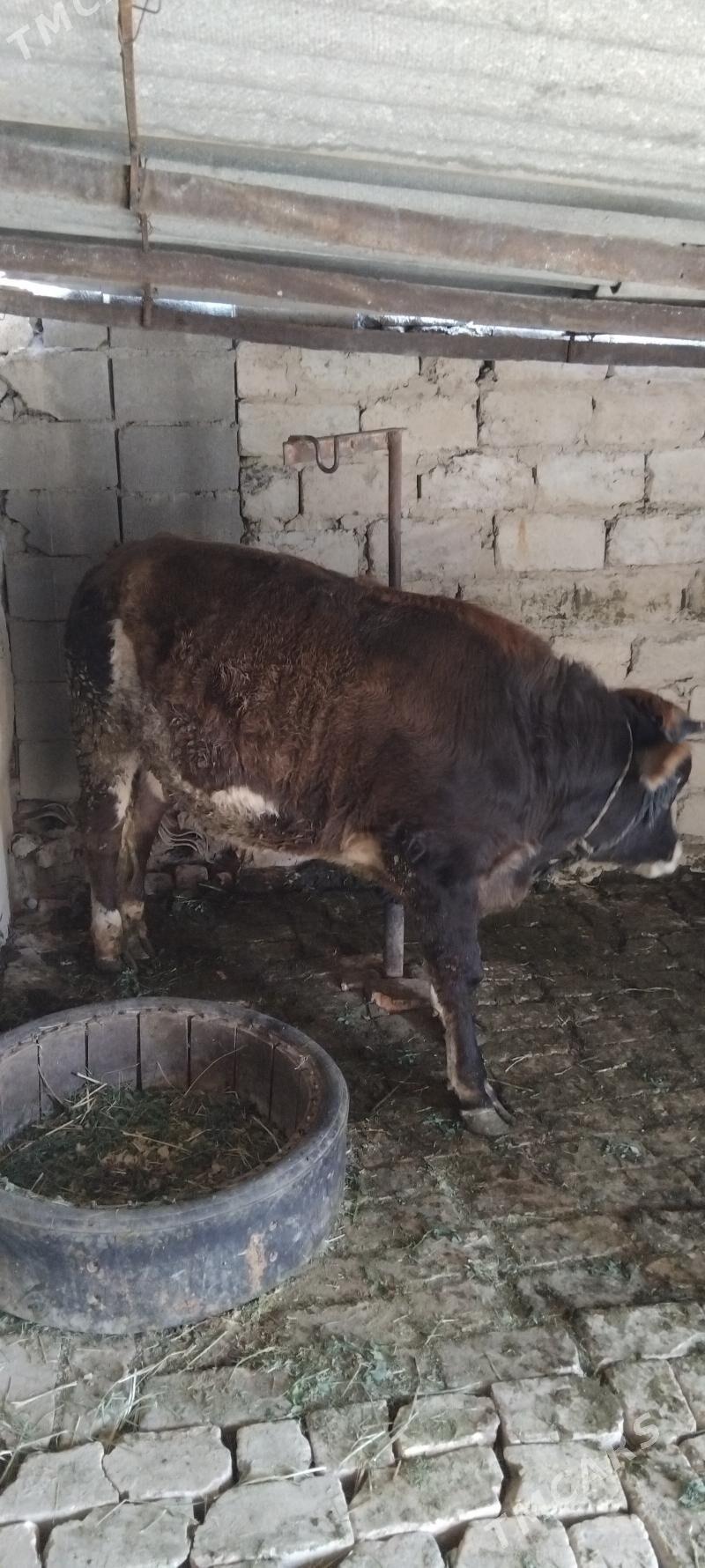 Ökiz biçilen - Gökdepe - img 2