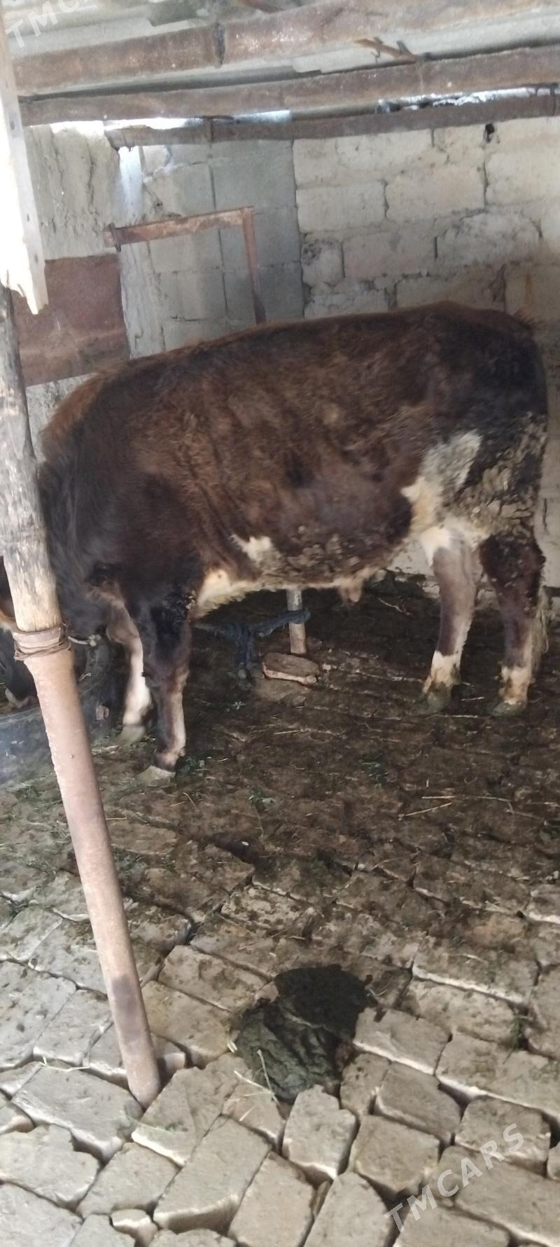 Ökiz biçilen - Gökdepe - img 3