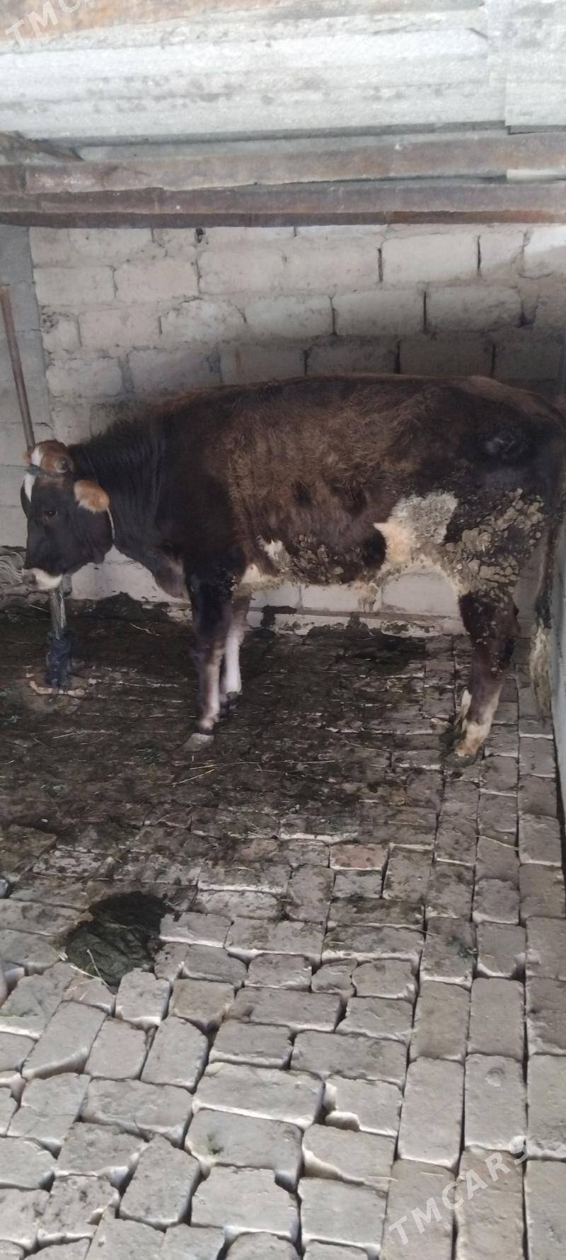 Ökiz biçilen - Gökdepe - img 4