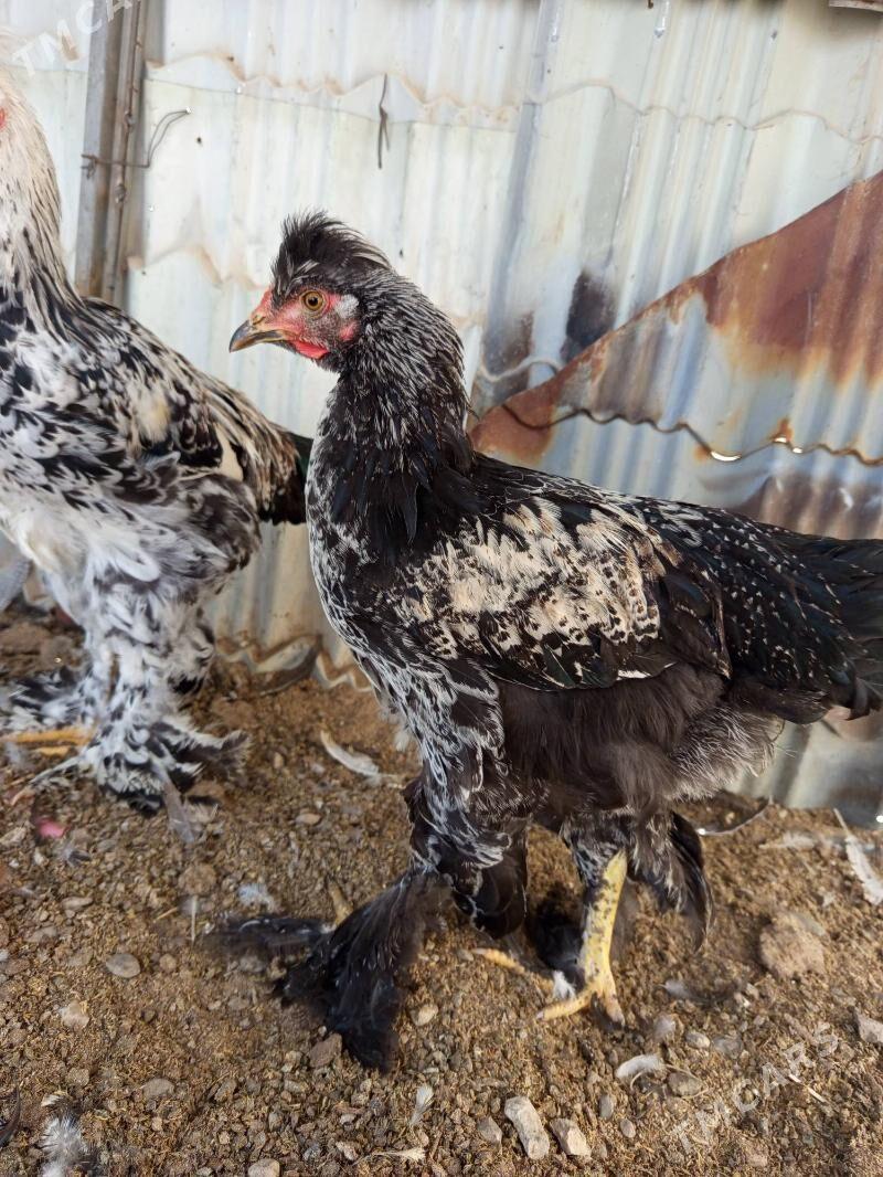 Brama juyje - Гёкдепе - img 2