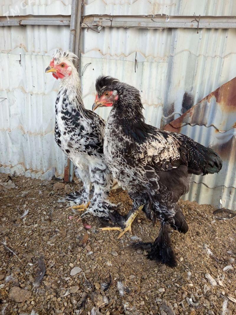 Brama juyje - Гёкдепе - img 4