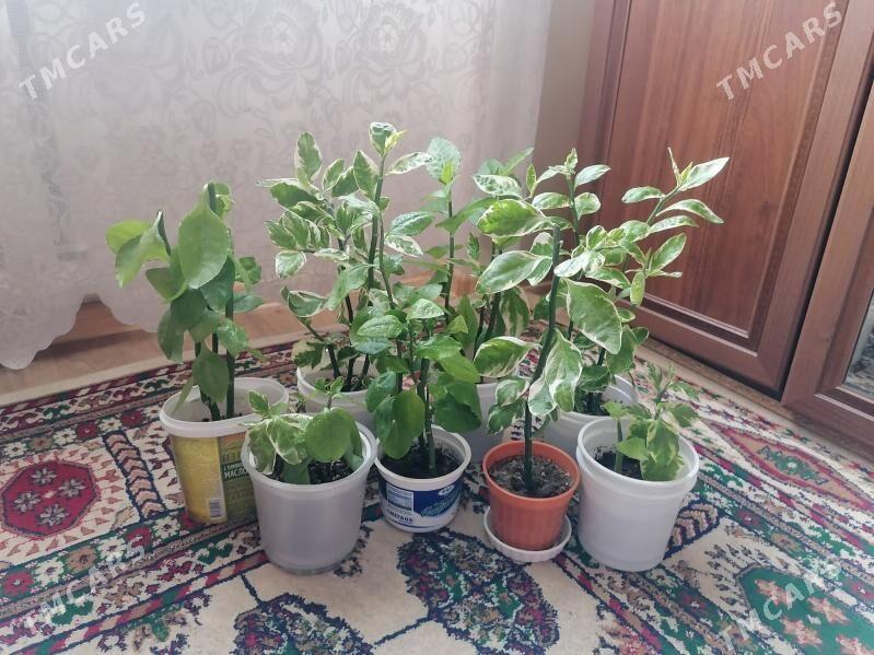 педилантус (березка) - 9 мкр - img 1