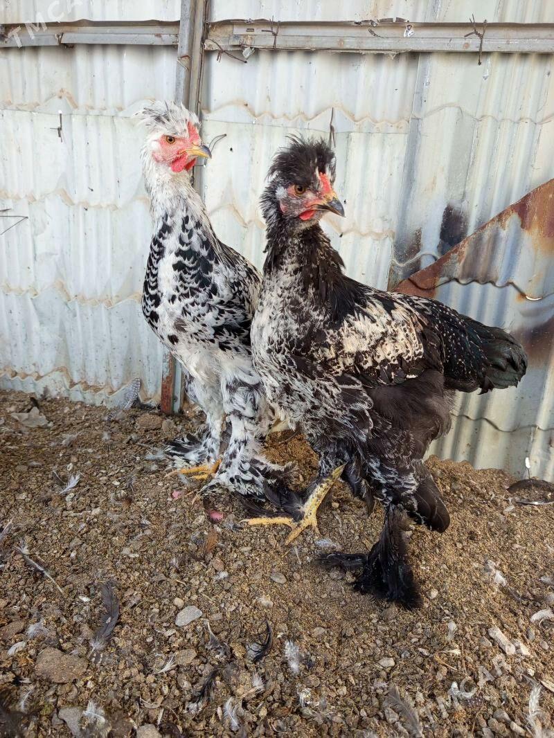 Brama juyje - Гёкдепе - img 5