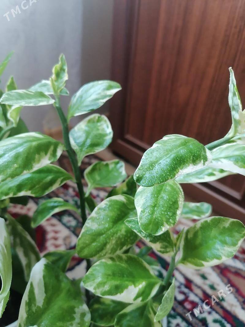 педилантус (березка) - 9 мкр - img 6