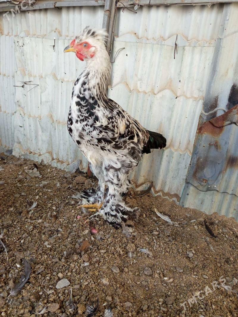 Brama juyje - Гёкдепе - img 3