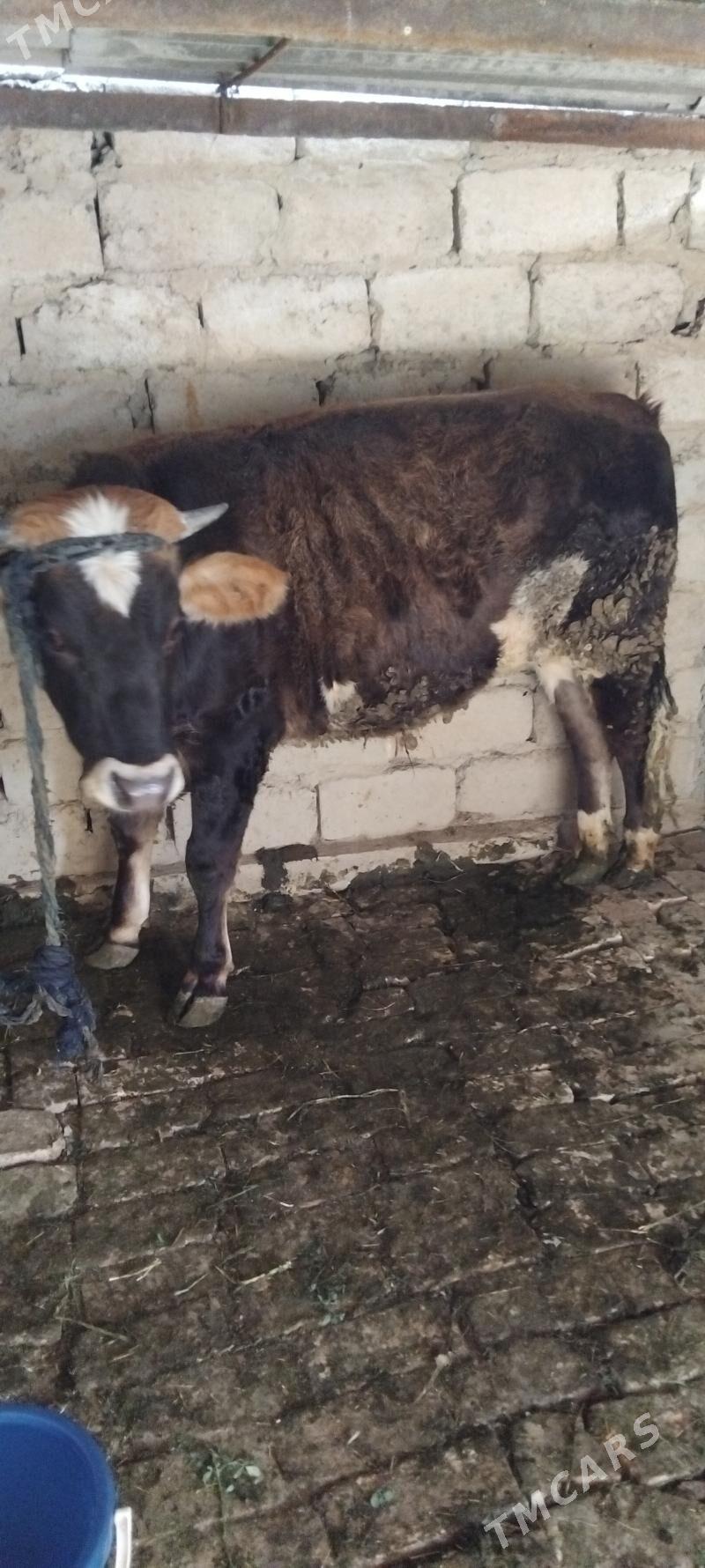 Ökiz biçilen - Gökdepe - img 5