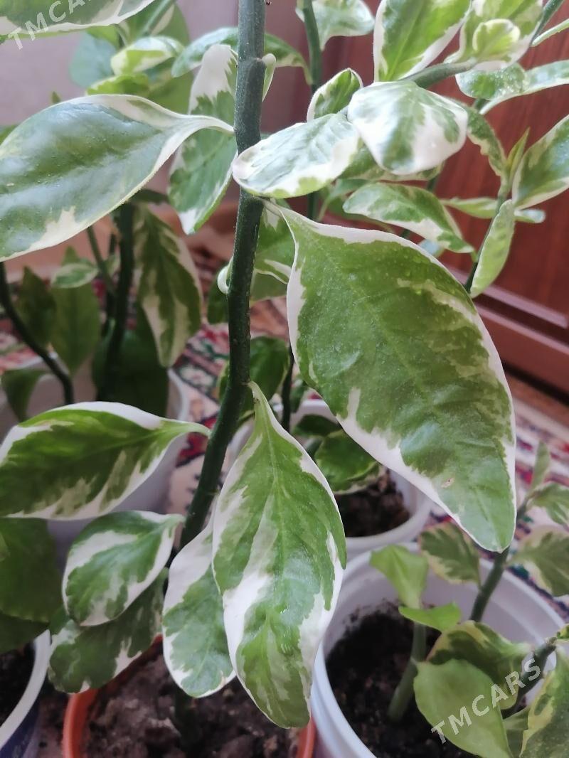 педилантус (березка) - 9 мкр - img 4