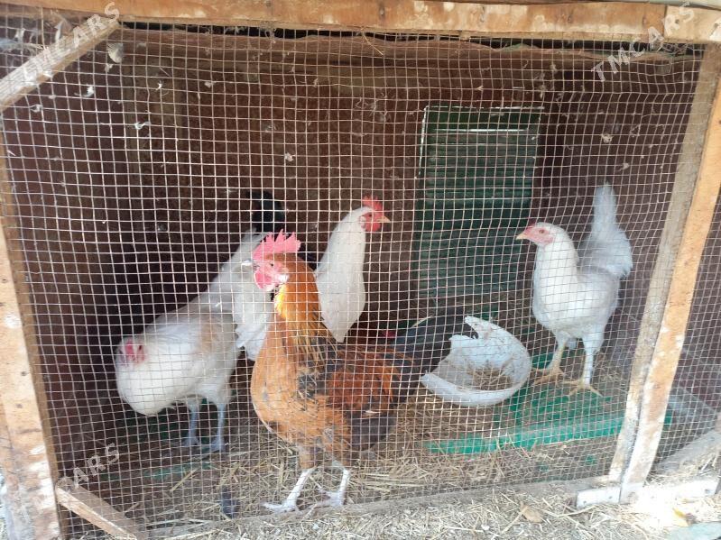 Balgar horaz - Arzuw - img 2