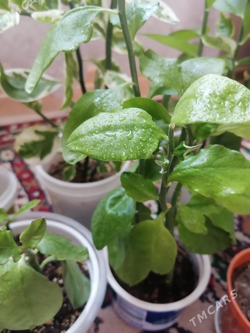 педилантус (березка) - 9 мкр - img 3