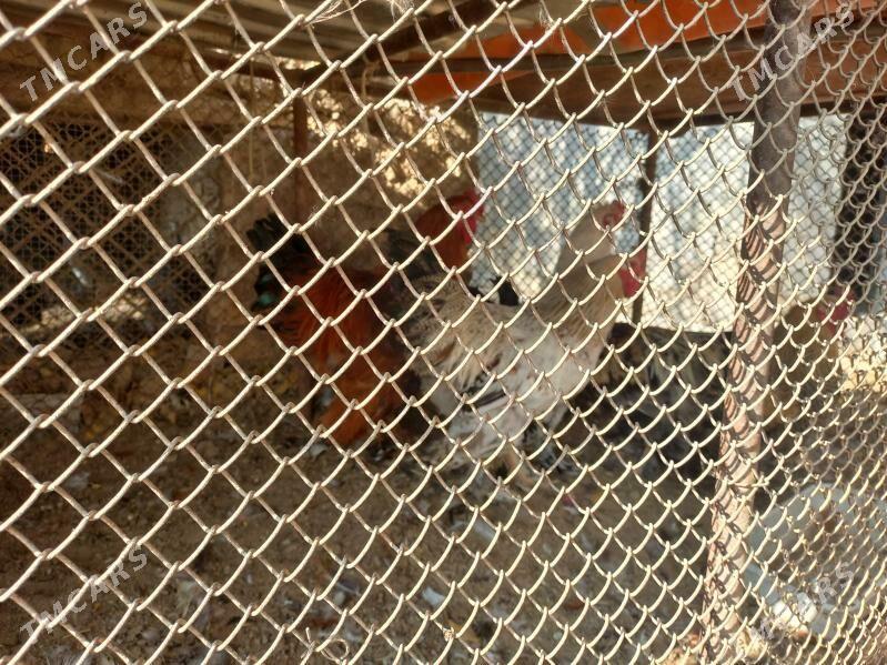 Balgar horaz - Arzuw - img 4