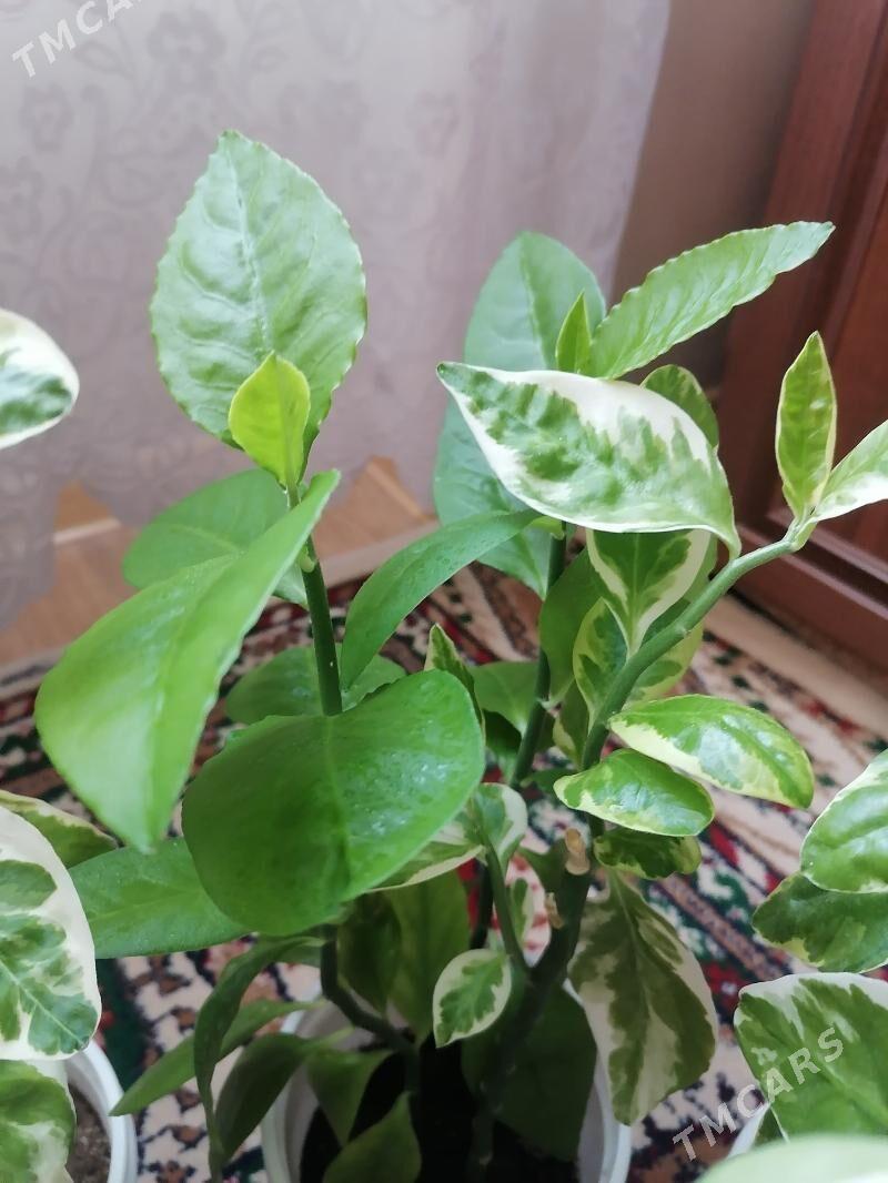 педилантус (березка) - 9 мкр - img 5