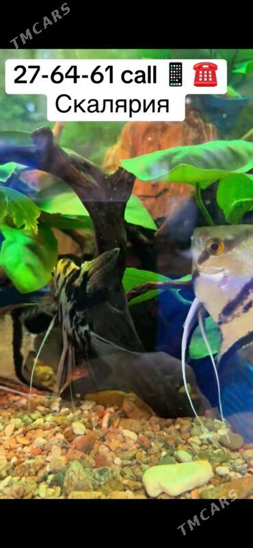 Скалярия - 1 мкр - img 4