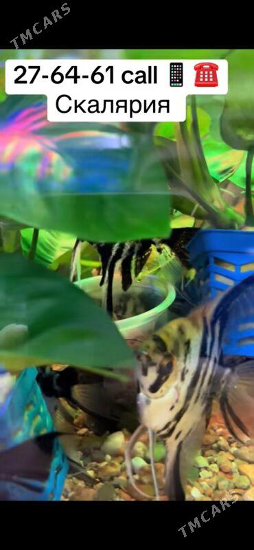 Скалярия - 1 мкр - img 2