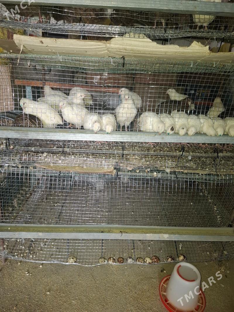 Ak bedene - Gumdag - img 2